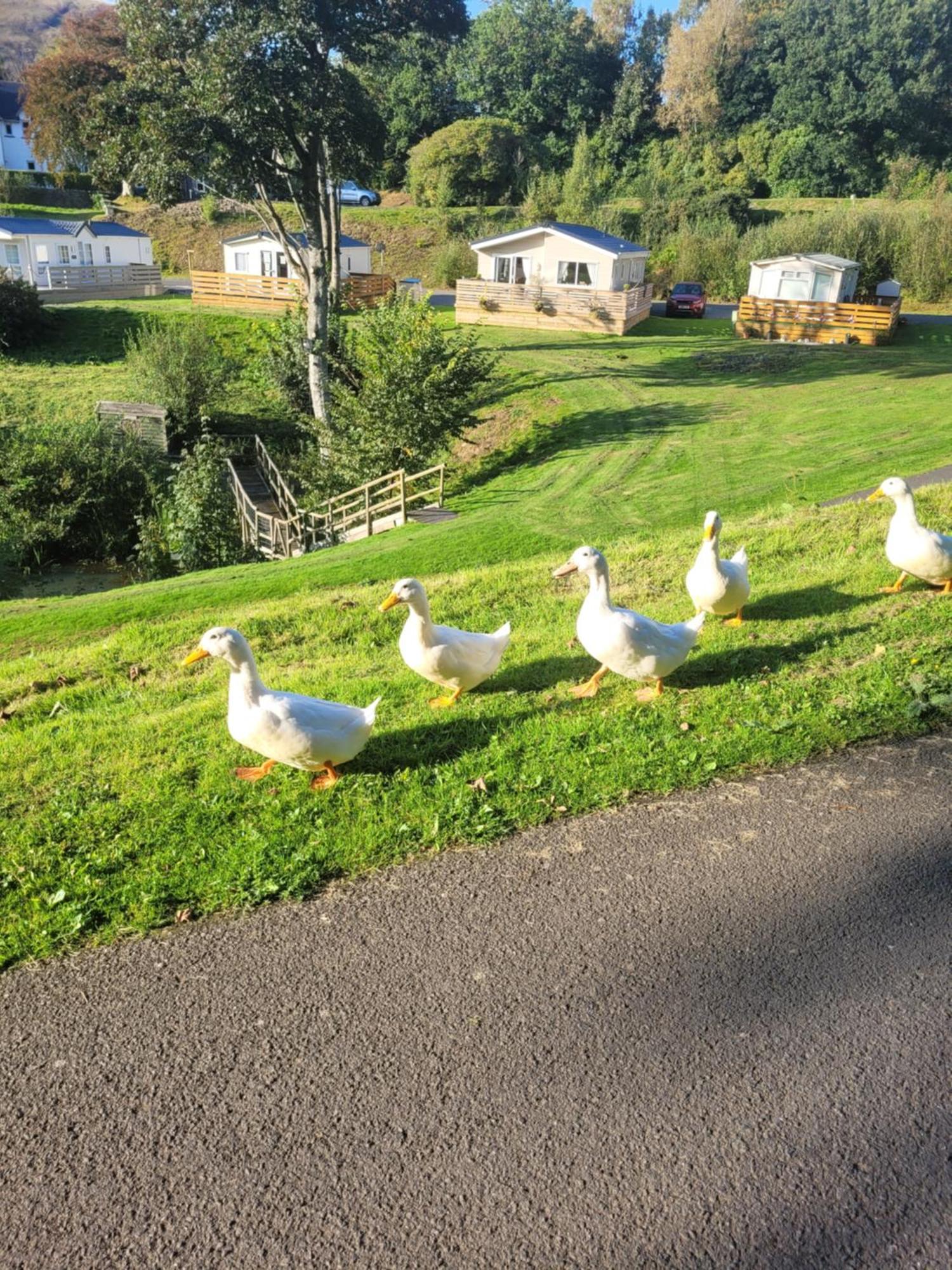 The Sunny Bunny Holiday Home Ballantrae Exterior photo